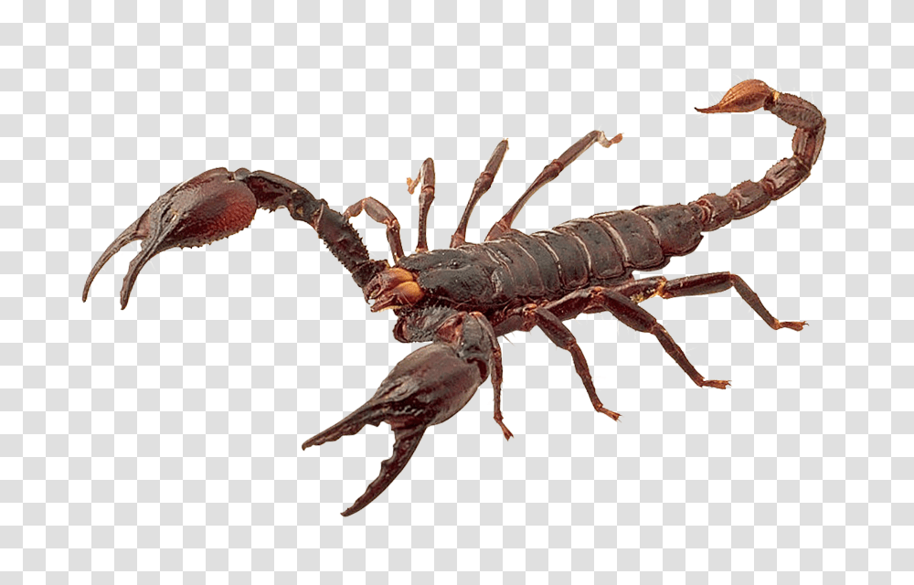 Images, Scorpion Image, Animals, Lobster, Seafood, Sea Life Transparent Png