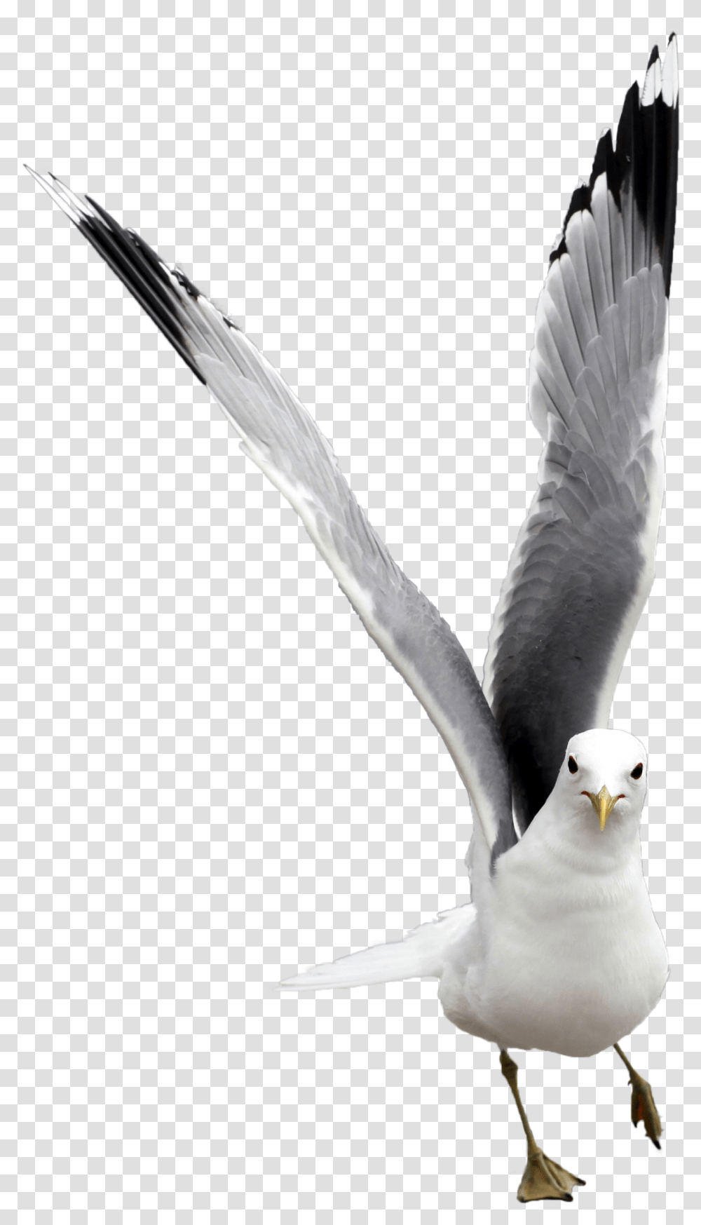 Images Seagull Gaivota, Bird, Animal, Dove, Pigeon Transparent Png