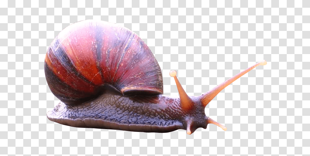 Images, Snail Image, Animals, Invertebrate, Bird Transparent Png