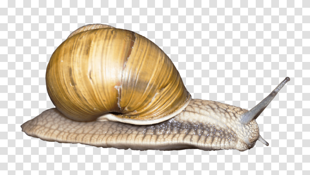 Images, Snail Image, Animals, Invertebrate, Clam, Seashell Transparent Png