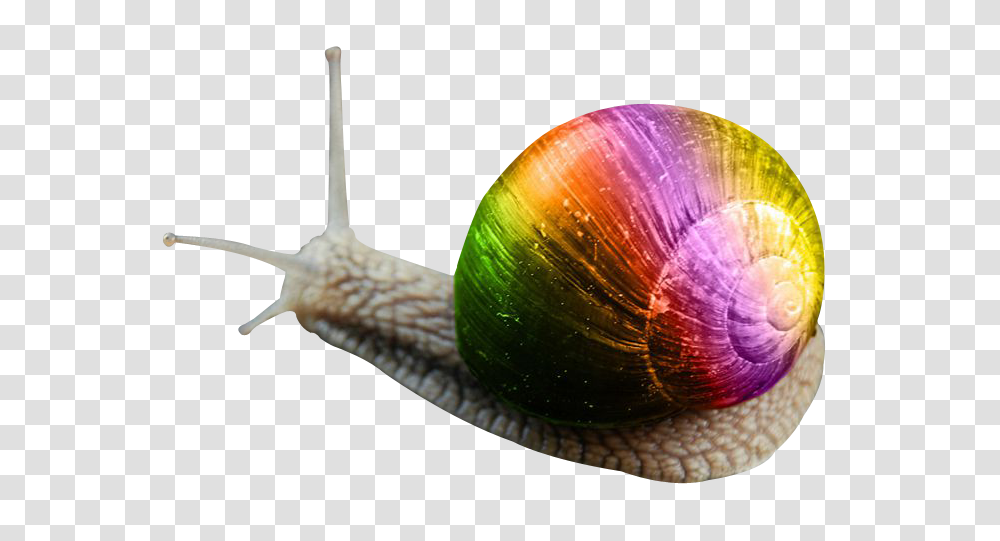 Images, Snail Image, Animals, Invertebrate Transparent Png