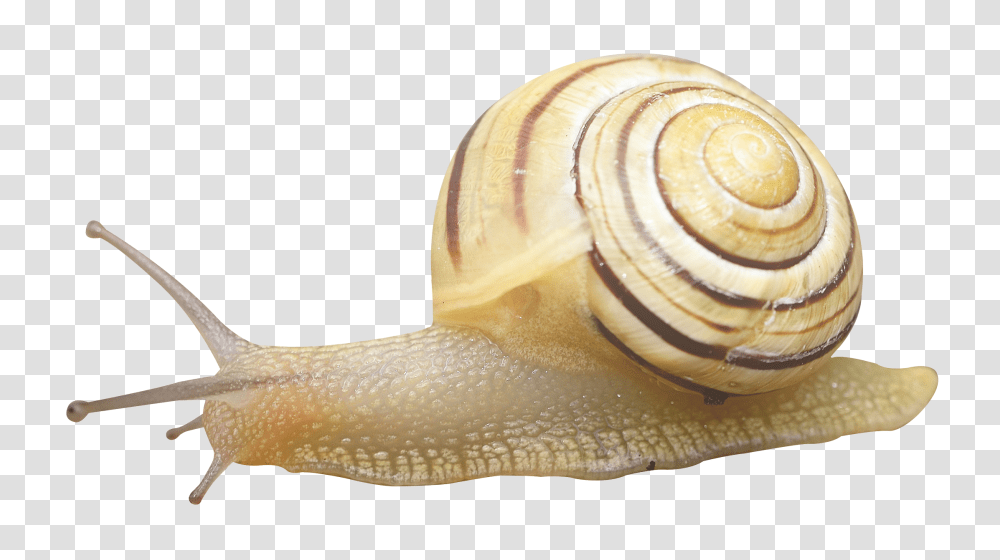 Images, Snail Image, Animals, Invertebrate Transparent Png