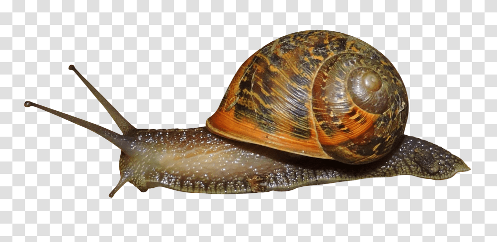 Images, Snail Image, Animals, Turtle, Reptile, Sea Life Transparent Png