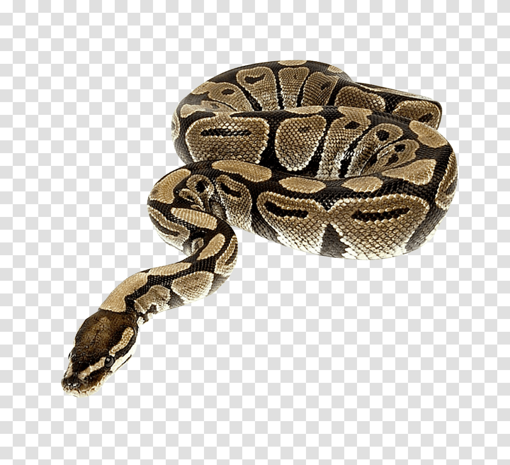 Images, Snake Image, Animals, Reptile, Anaconda, Rock Python Transparent Png