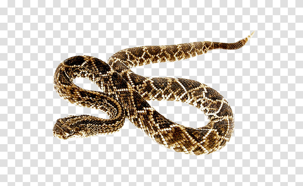 Images, Snake Image, Animals, Reptile, Rattlesnake, Bracelet Transparent Png