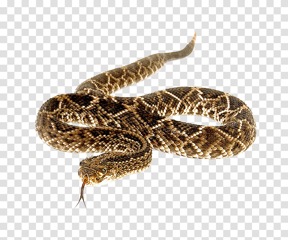 Images, Snake Image, Animals, Reptile, Rattlesnake, Lizard Transparent Png