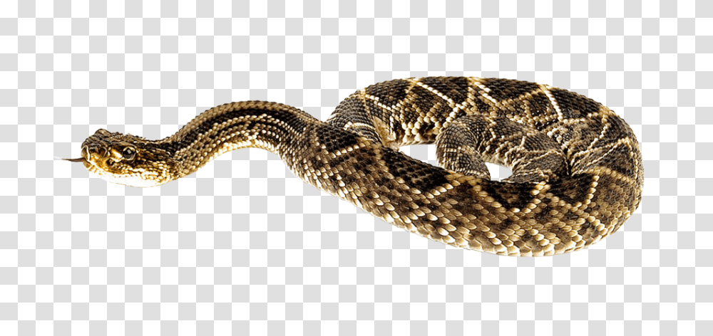 Images, Snake Image, Animals, Reptile, Rattlesnake Transparent Png