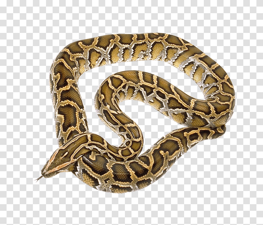 Images, Snake Image, Animals, Reptile, Rock Python, Anaconda Transparent Png