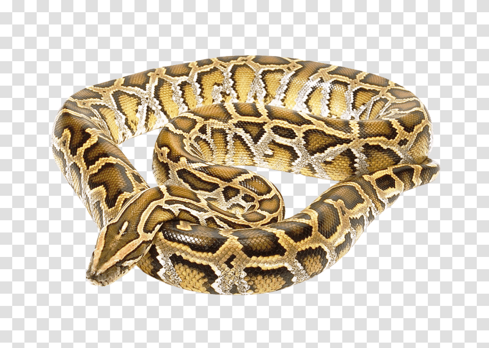 Images, Snake Image, Animals, Reptile, Rock Python, Anaconda Transparent Png