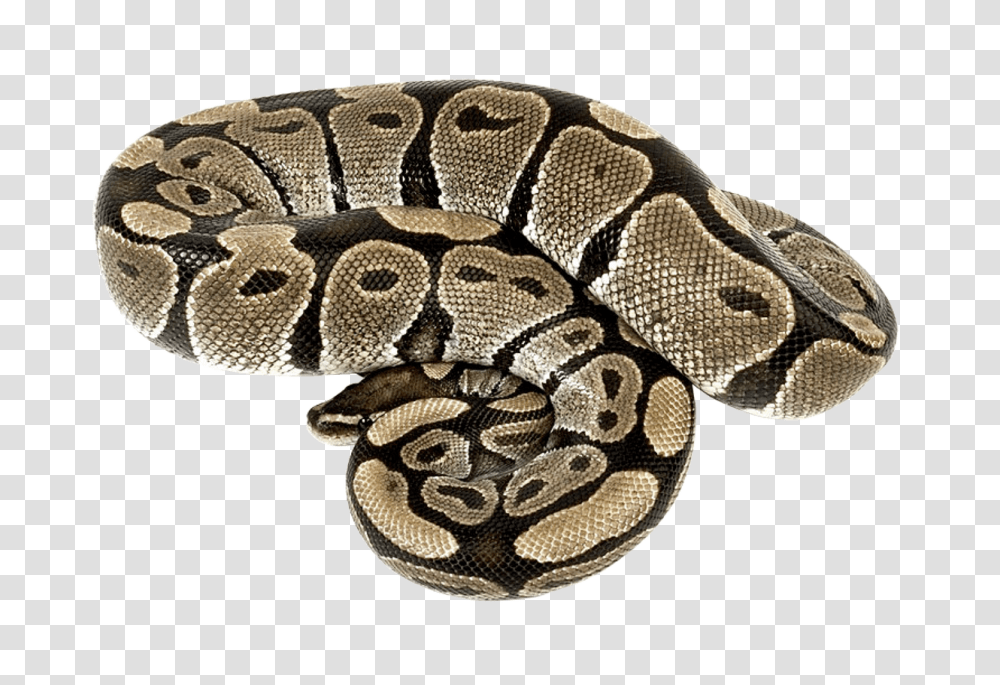 Images, Snake Image, Animals, Rug, Reptile, King Snake Transparent Png