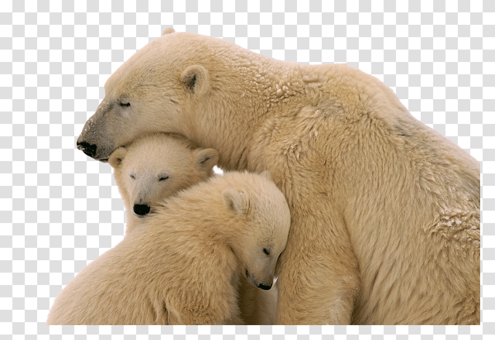 Images, Snow Bear Image, Animals, Wildlife, Mammal, Polar Bear Transparent Png