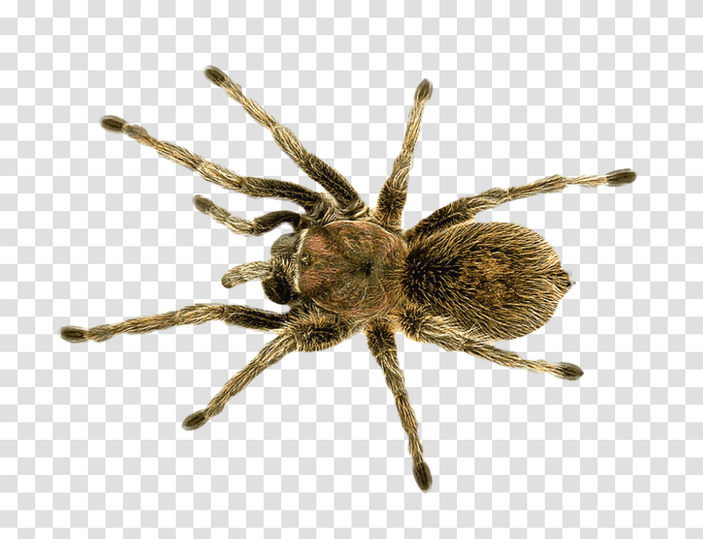 Images, Spider Image 1, Animals, Invertebrate, Arachnid, Insect Transparent Png