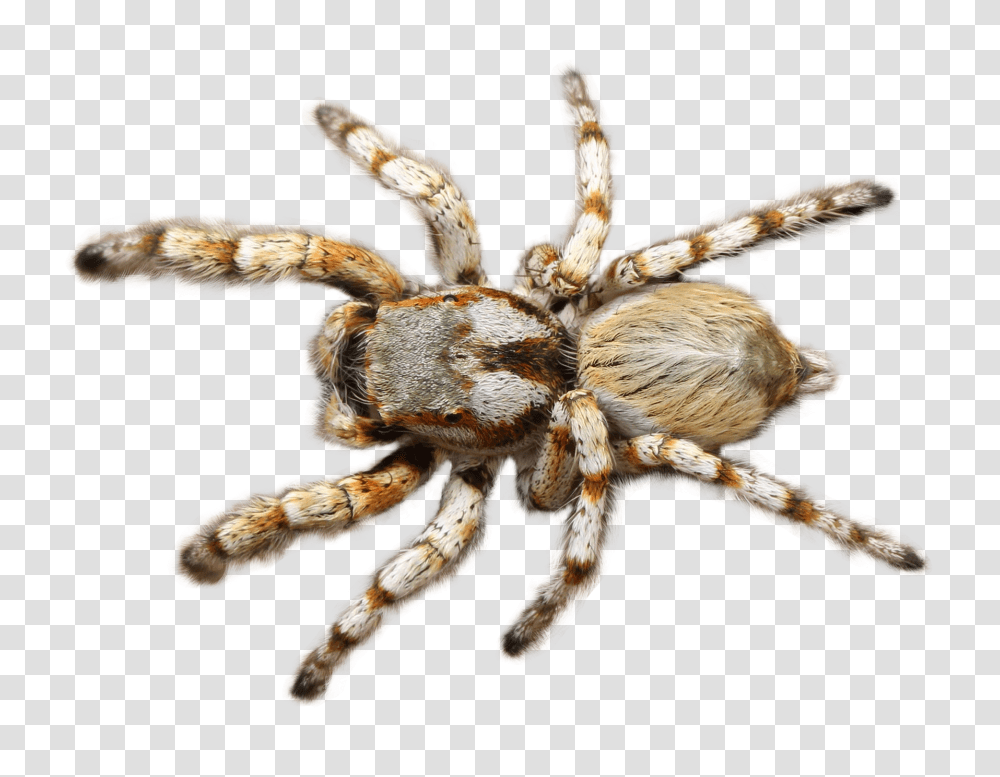 Images, Spider Image, Animals, Tarantula, Insect, Invertebrate Transparent Png