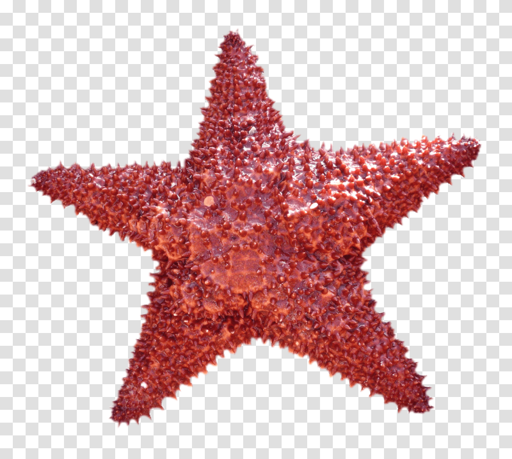 Images, Starfish Image, Animals, Invertebrate, Sea Life, Scarf Transparent Png