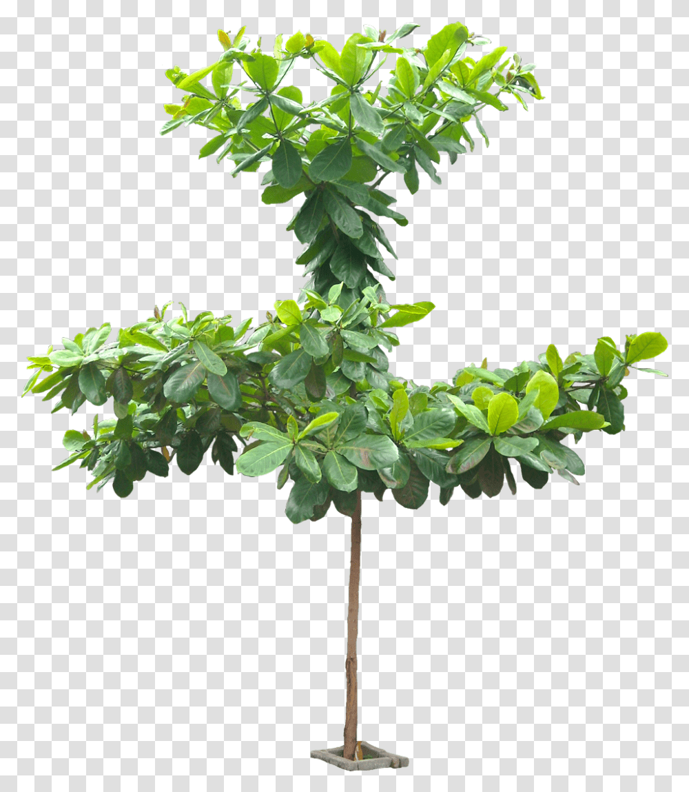 Images Terminalia Catappa Talisay Tree, Leaf, Plant, Potted Plant, Vase Transparent Png