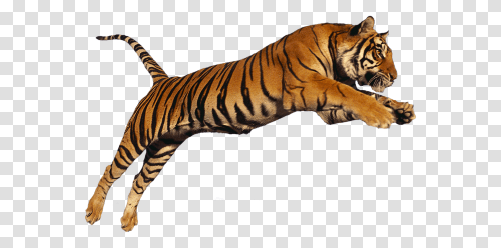 Images Tiger, Wildlife, Mammal, Animal, Zebra Transparent Png