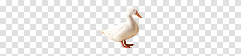 Images To Learn, Goose, Bird, Animal, Duck Transparent Png