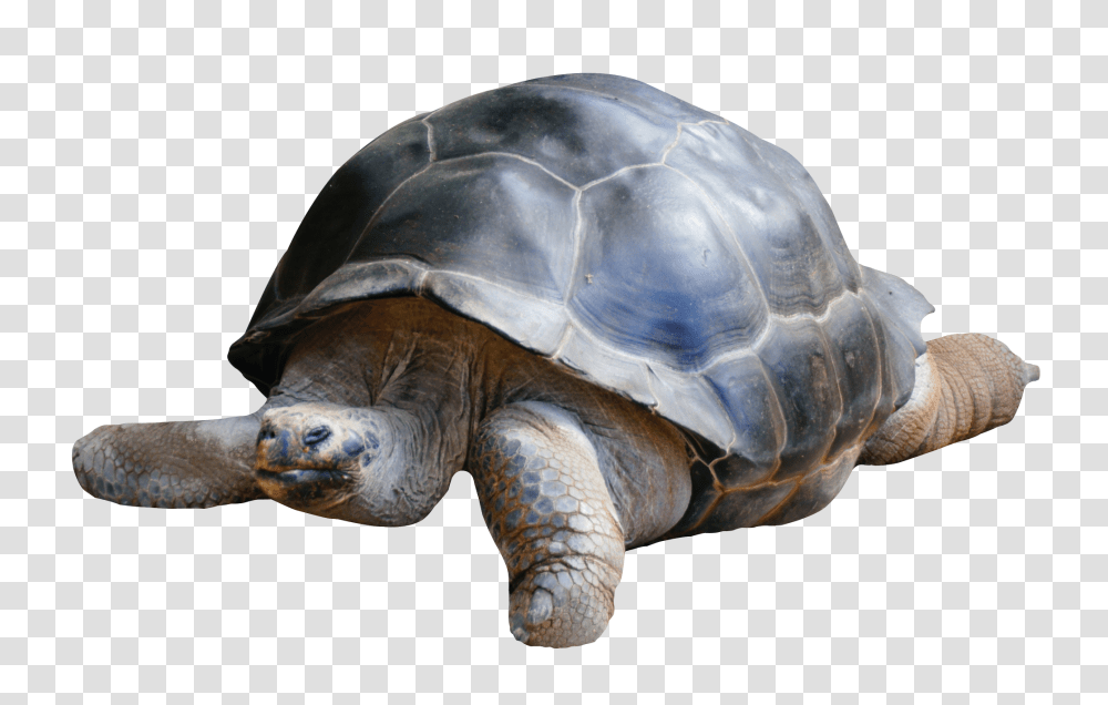 Images, Tortoise Image, Animals, Turtle, Reptile, Sea Life Transparent Png