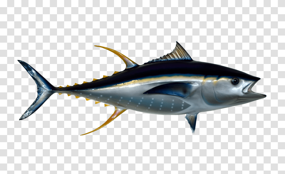 Images, Tuna Fish Image, Animals, Sea Life, Shark, Bonito Transparent Png