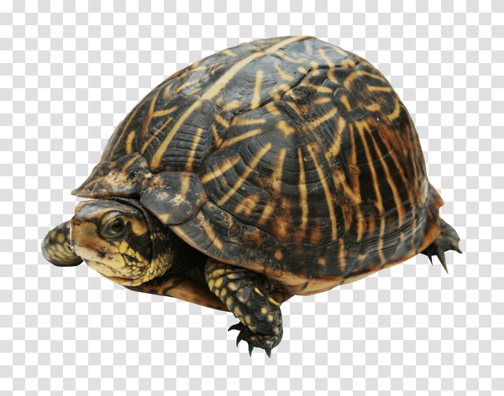 Images, Turtle Image, Animals, Reptile, Sea Life, Box Turtle Transparent Png