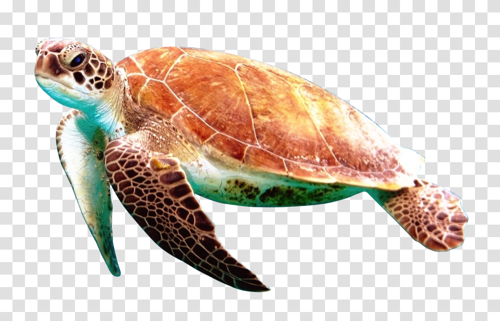 Images, Turtle Image, Animals, Reptile, Sea Life, Sea Turtle Transparent Png