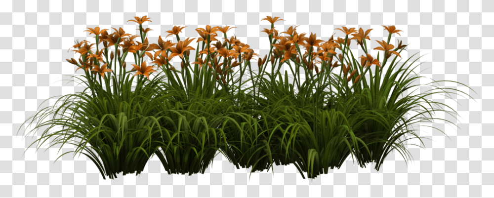 Images V50 Oq65 Lily Leaves Editing Flower Hd, Plant, Iris, Blossom, Petal Transparent Png