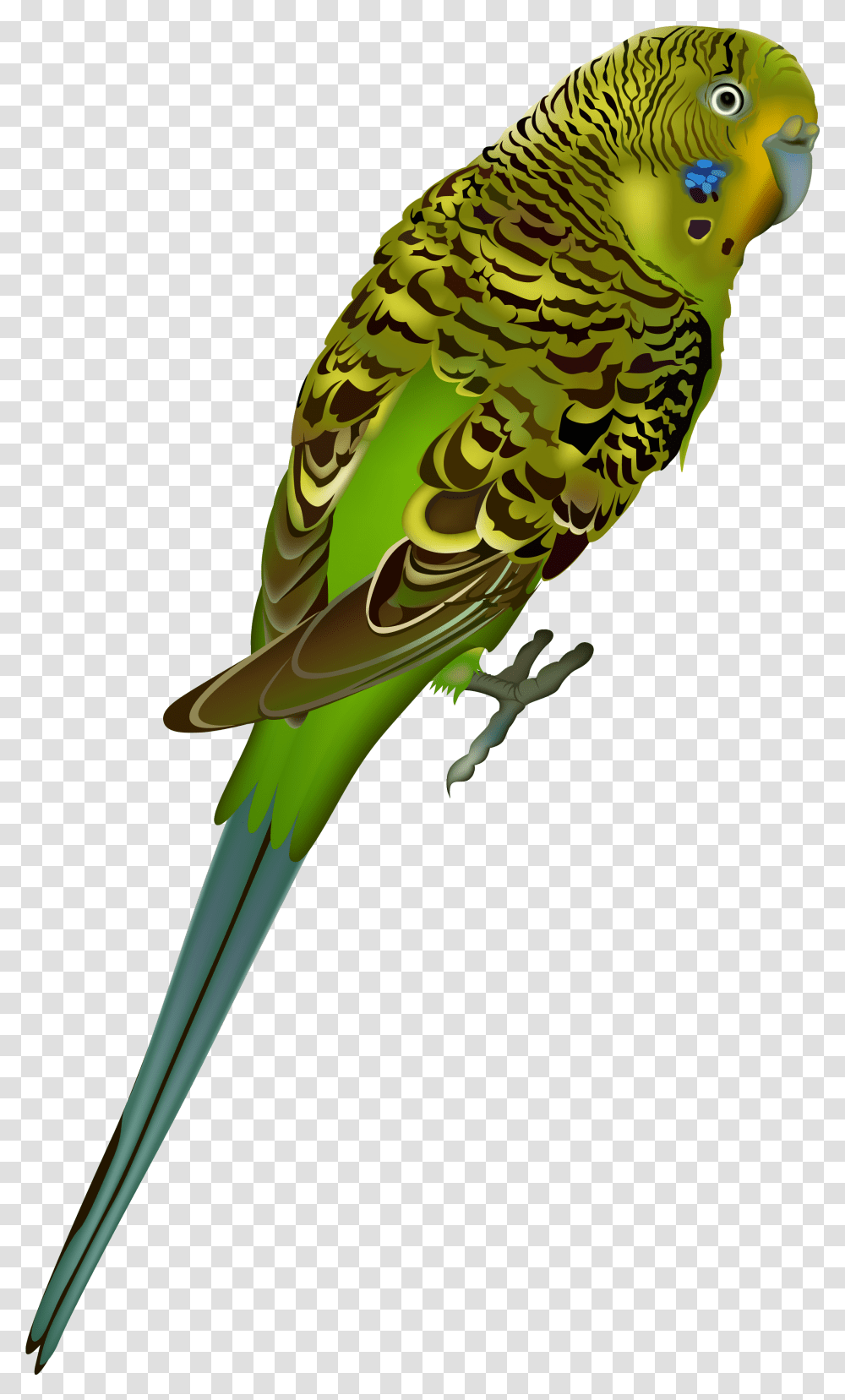 Images V74 Img Max Hummingbird Parakeet No Background, Parrot, Animal Transparent Png