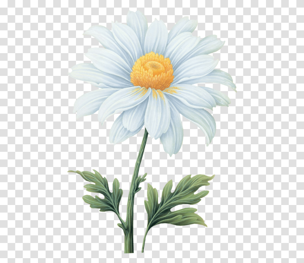 Images Vector Psd Clipart Templates Daisy Flower Watercolor, Plant, Daisies, Blossom, Pollen Transparent Png
