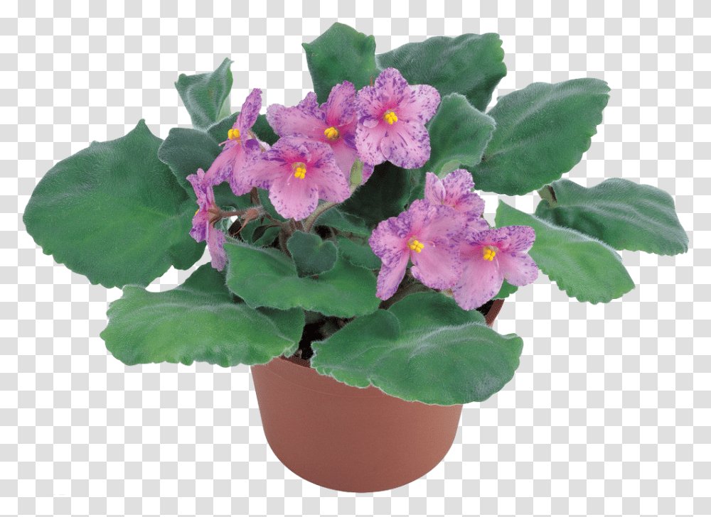 Images Violets African Violets, Plant, Geranium, Flower, Blossom Transparent Png