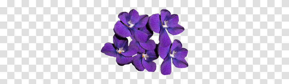 Images Violets Violetas, Plant, Geranium, Flower, Blossom Transparent Png