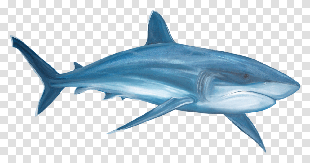 Images Watercolor Great White Shark, Sea Life, Fish, Animal, Mammal Transparent Png
