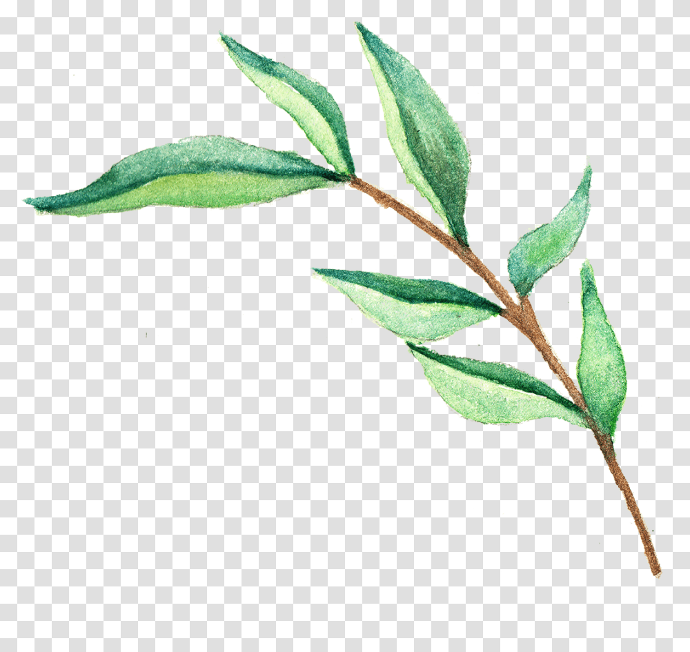 Images Watercolor Leaf Clip Art, Plant, Annonaceae, Tree, Acanthaceae Transparent Png