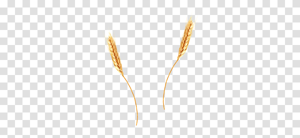 Images Wheat, Plant, Vegetable, Food, Grain Transparent Png
