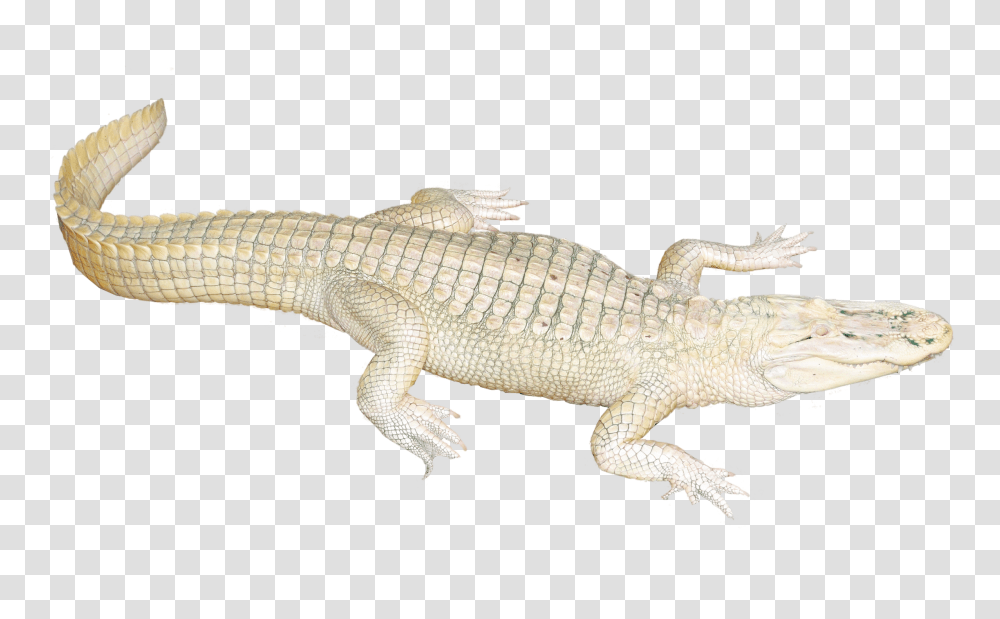 Images, White Crocodile Image, Animals, Lizard, Reptile, Alligator Transparent Png