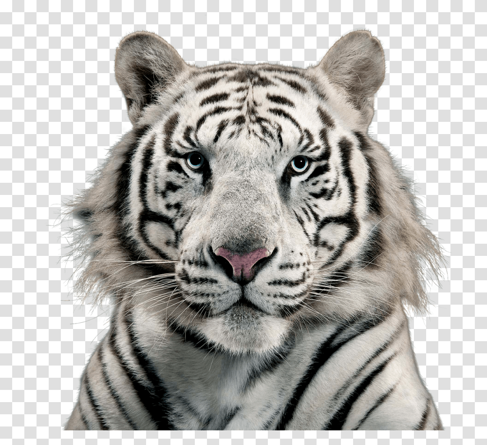 Images, White Tiger Image, Animals, Wildlife, Mammal, Panther Transparent Png