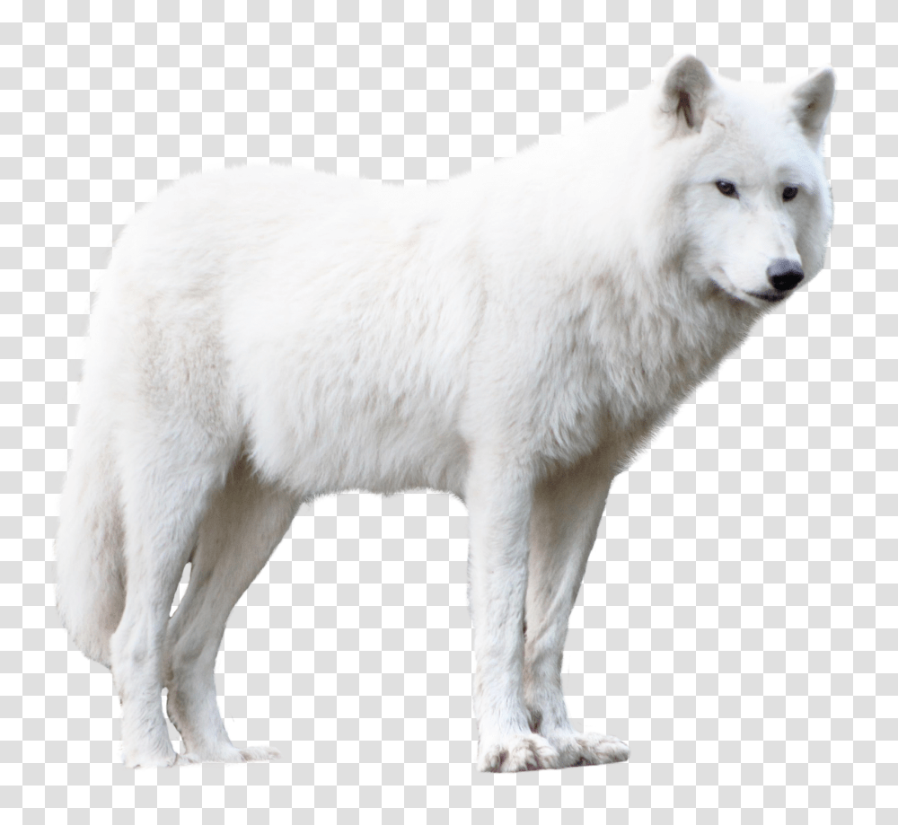 Images, Wolf Image, Animals, Mammal, White Dog, Pet Transparent Png