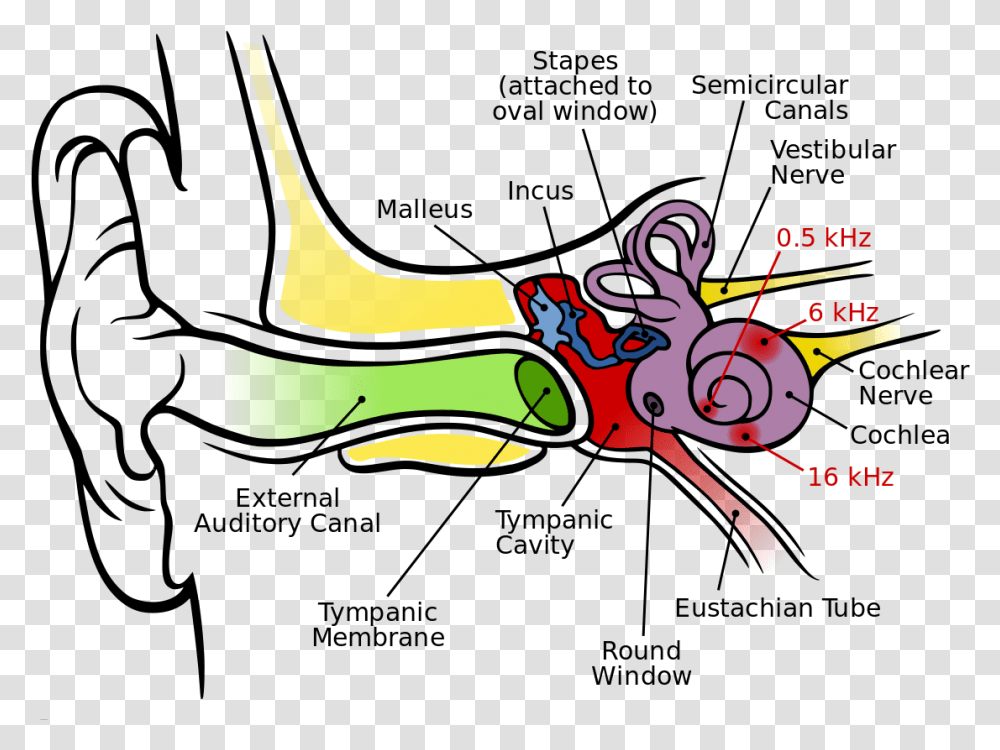 Imagesaudtrans Anatomy Of The Human Ear Graph Of The Ear, Horn, Brass Section, Musical Instrument, Animal Transparent Png