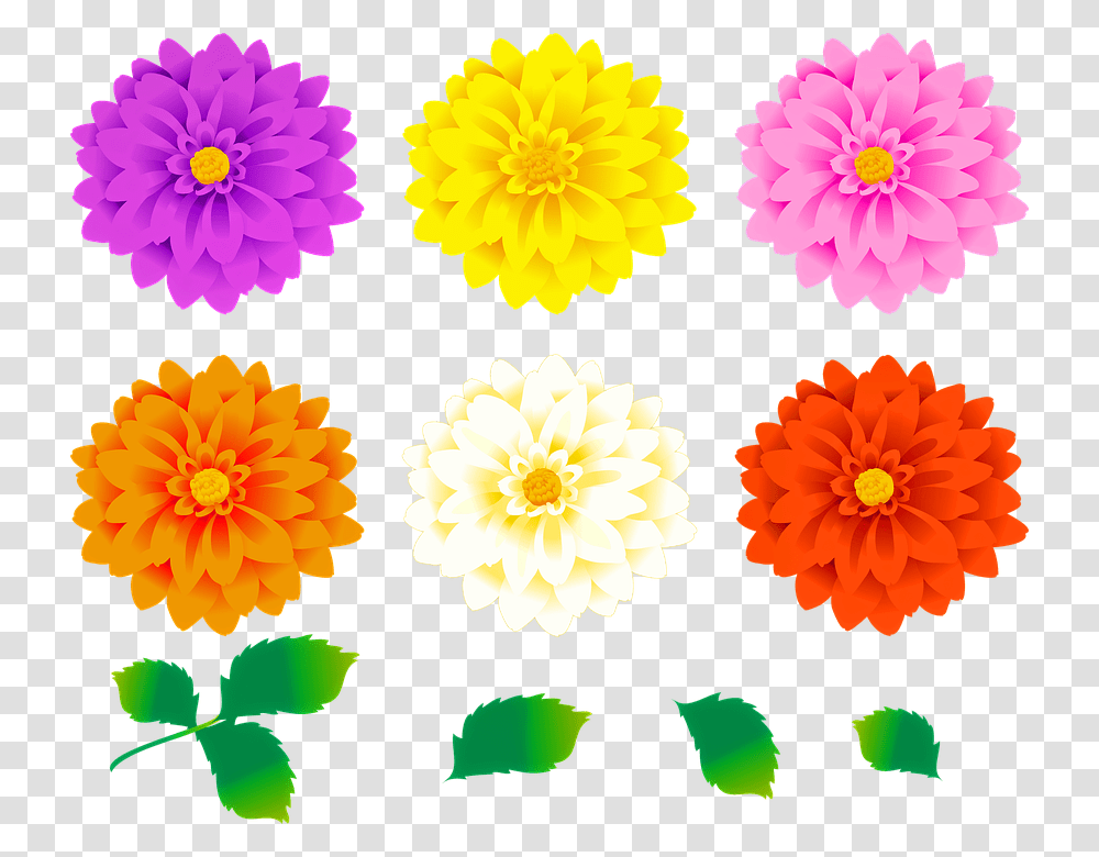 Imagini Cu Flori Colorate, Dahlia, Flower, Plant, Blossom Transparent Png