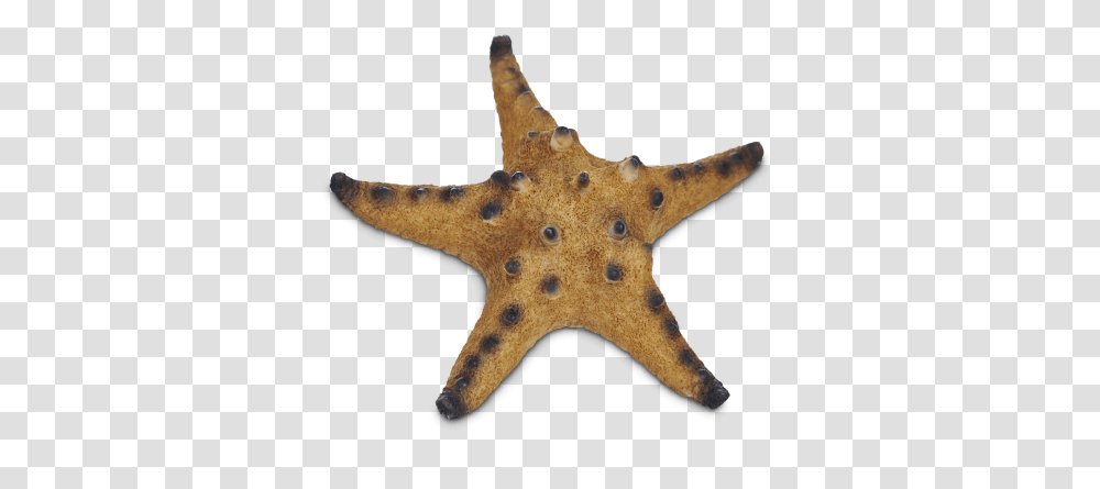 Imagitarium Starfish Resin Aquarium Decor Most Beautiful Royal Starfish, Invertebrate, Sea Life, Animal Transparent Png