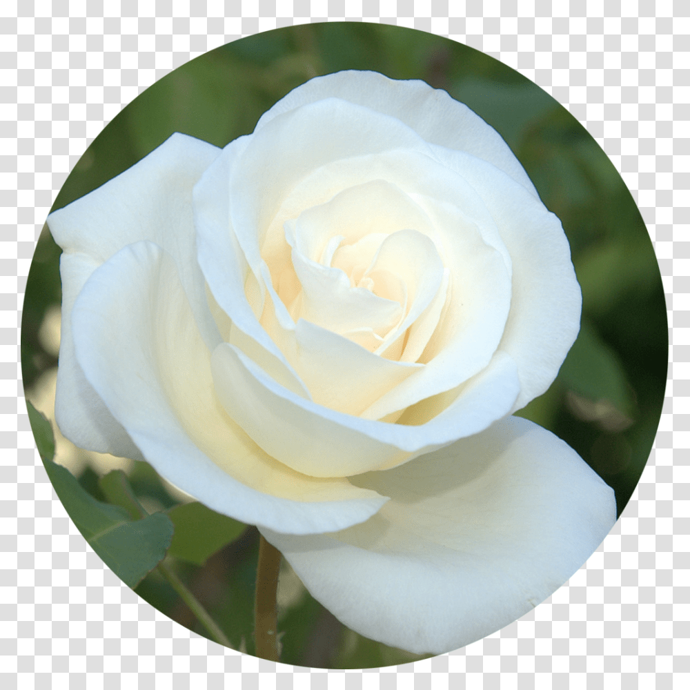 Img 0673 Beth Circle Founder, Rose, Flower, Plant, Blossom Transparent Png