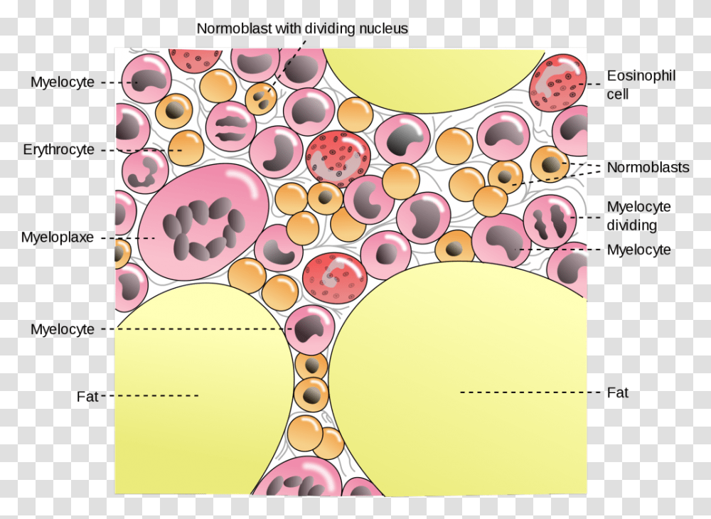 Img 1001 0 Bone Marrow Fat, Label, Purple, Pattern Transparent Png