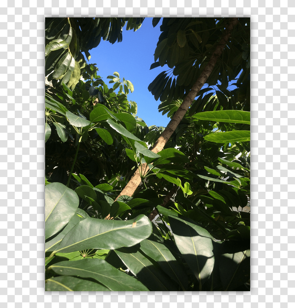 Img 4212 Tree, Plant, Leaf, Flower, Outdoors Transparent Png