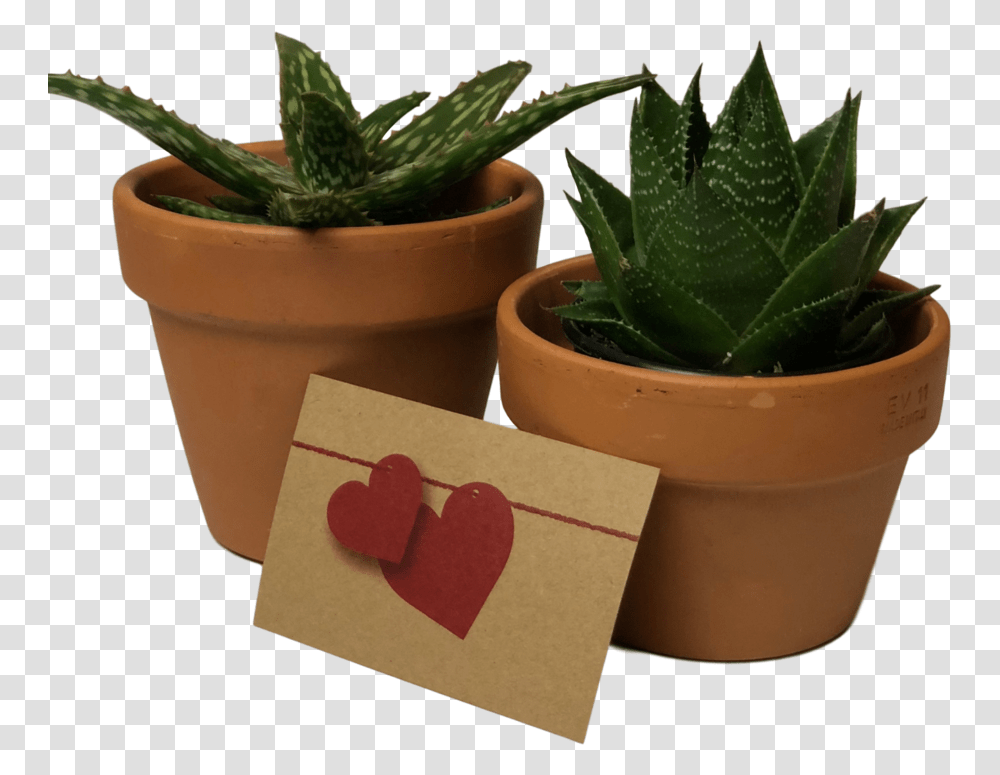Img 4500 Clipped Rev, Aloe, Plant, Potted Plant, Vase Transparent Png