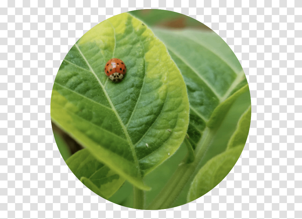 Img 4834 Red Bugs, Leaf, Plant, Animal, Invertebrate Transparent Png