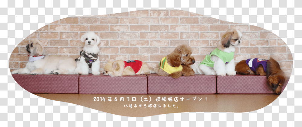 Img 5379 Dog Cafe Osaka, Pet, Canine, Animal, Mammal Transparent Png