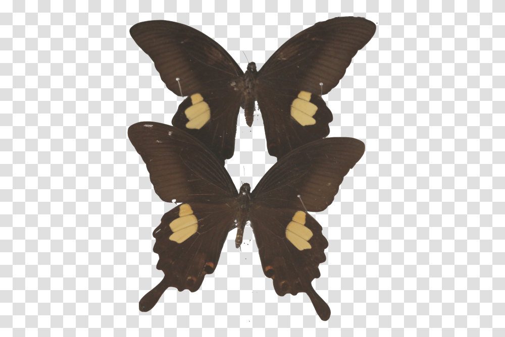 Img Black Color For Profile, Butterfly, Insect, Invertebrate, Animal Transparent Png