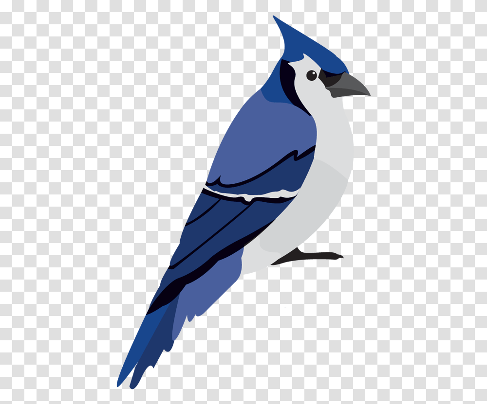 Img Blue Jay, Bird, Animal, Penguin, Bluebird Transparent Png