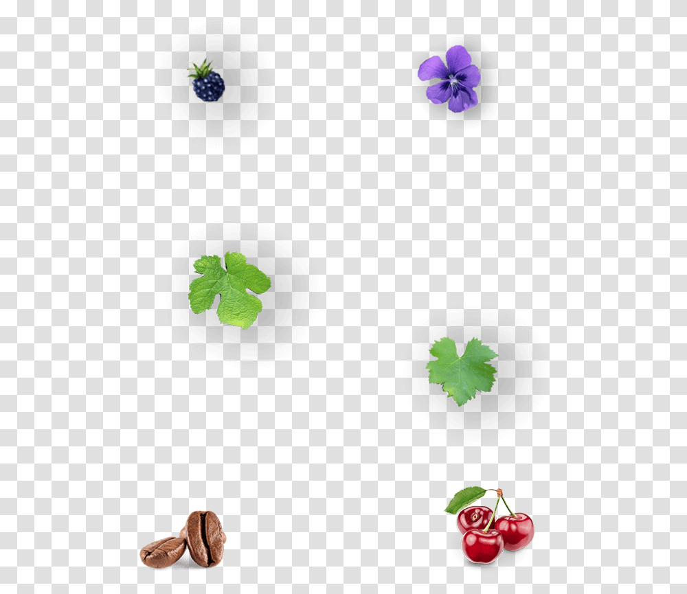 Img Gallina De Piel Viola, Leaf, Plant, Green, Flower Transparent Png