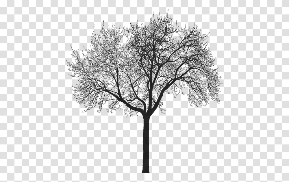Img Image Thumb Forest Tree Silhouette No Background, Plant, Flower, Tree Trunk, Tabletop Transparent Png