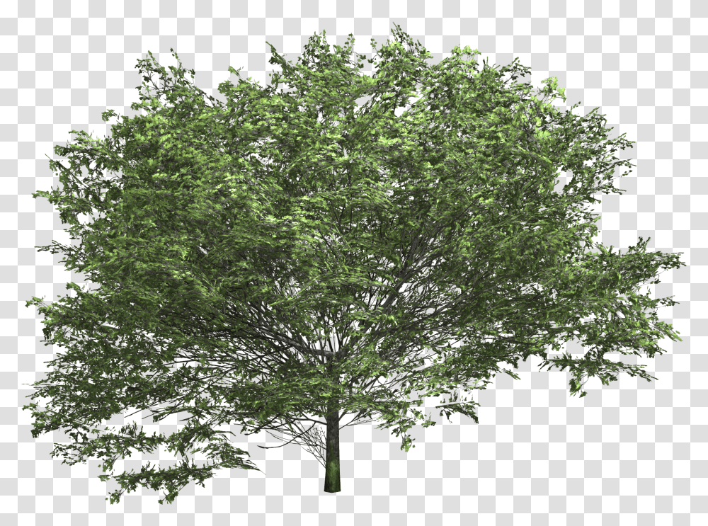 Img Oleander, Tree, Plant, Tree Trunk, Maple Transparent Png